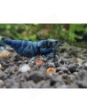 Caridina logemanni - Blue Bolt Deep - Top (Elev. France)