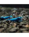Caridina logemanni - Blue Bolt Deep - Top (Elev. France)
