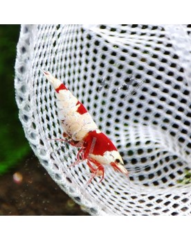 Crystal Red - Pure Red Line - Hinomaru Pure Red Line Hinomaru  Crev...