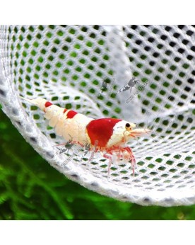 Crystal Red - Pure Red Line - Hinomaru Pure Red Line Hinomaru  Crev...
