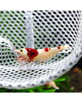 Crystal Red - Pure Red Line - Hinomaru Pure Red Line Hinomaru  Crev...