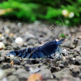Tiger Blue Shrimp