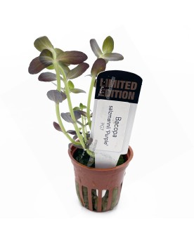 Bacopa Salzmanii Purple - En Pot  Bacopa Salzmanii Purple est une s...