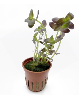 Bacopa Salzmanii Purple - En Pot  Bacopa Salzmanii Purple est une s...