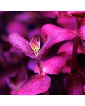 Bacopa Salzmanii Purple - En Pot  Bacopa Salzmanii Purple est une s...