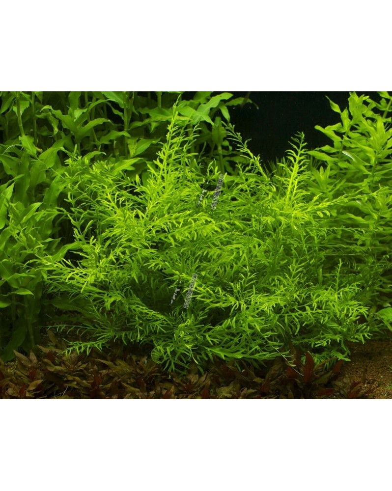 Hygrophila Odora feuilles vert clair