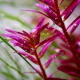 Rotala rotundifolia Blood Red  In Vitro - Limited Edition