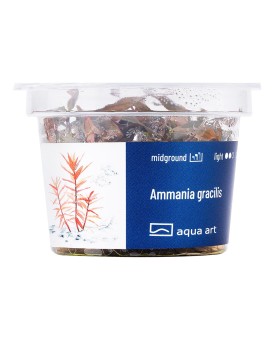 Ammannia gracillis - Aqua-art L'Ammania Gracilis est une plante aqu...