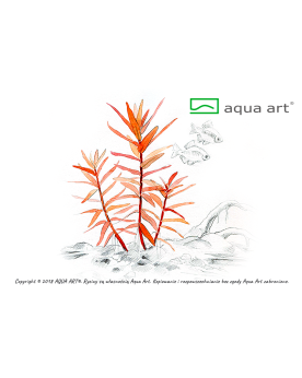 Ammannia gracillis - Aqua-art L'Ammania Gracilis est une plante aqu...