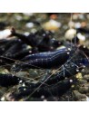 Caridina mariae - Black Tiger Orange Eyes - BT0 (Elev. France)
