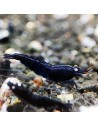Caridina mariae - Black Tiger Orange Eyes - BT0 (Elev. France)