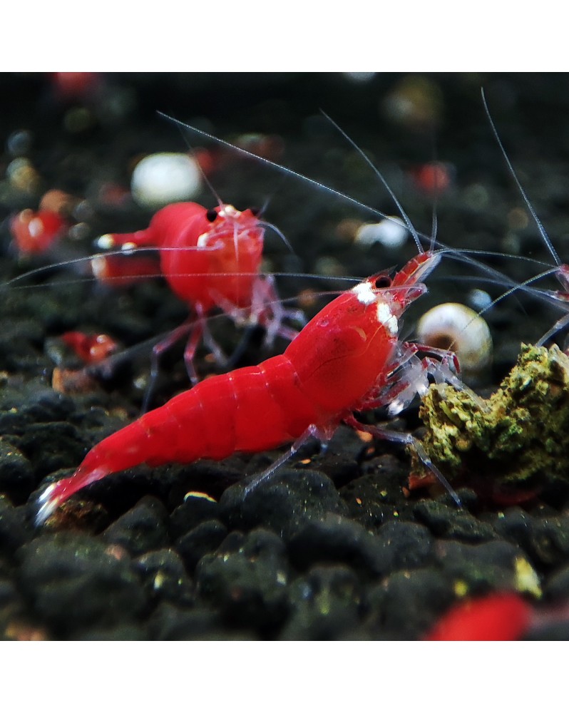 Super Crystal Red - Top Qualité Super Crystal red Shrimps Nous vous... Super Crystal Red - Top Qualité Super Crystal red Shrimps Nous vous...