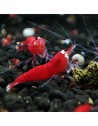 Caridina logemanni - Super Crystal Red - Top Qualité (Elev. France)