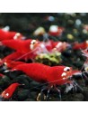 Caridina logemanni - Super Crystal Red - Top Qualité (Elev. France)