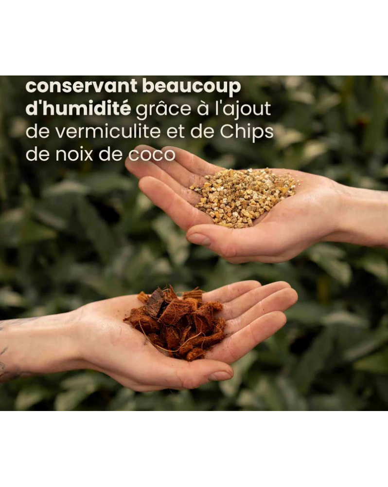 Terreau Alocasia 5L - Substrat Premium Pour Une Croissance Optimale – La Green Touch