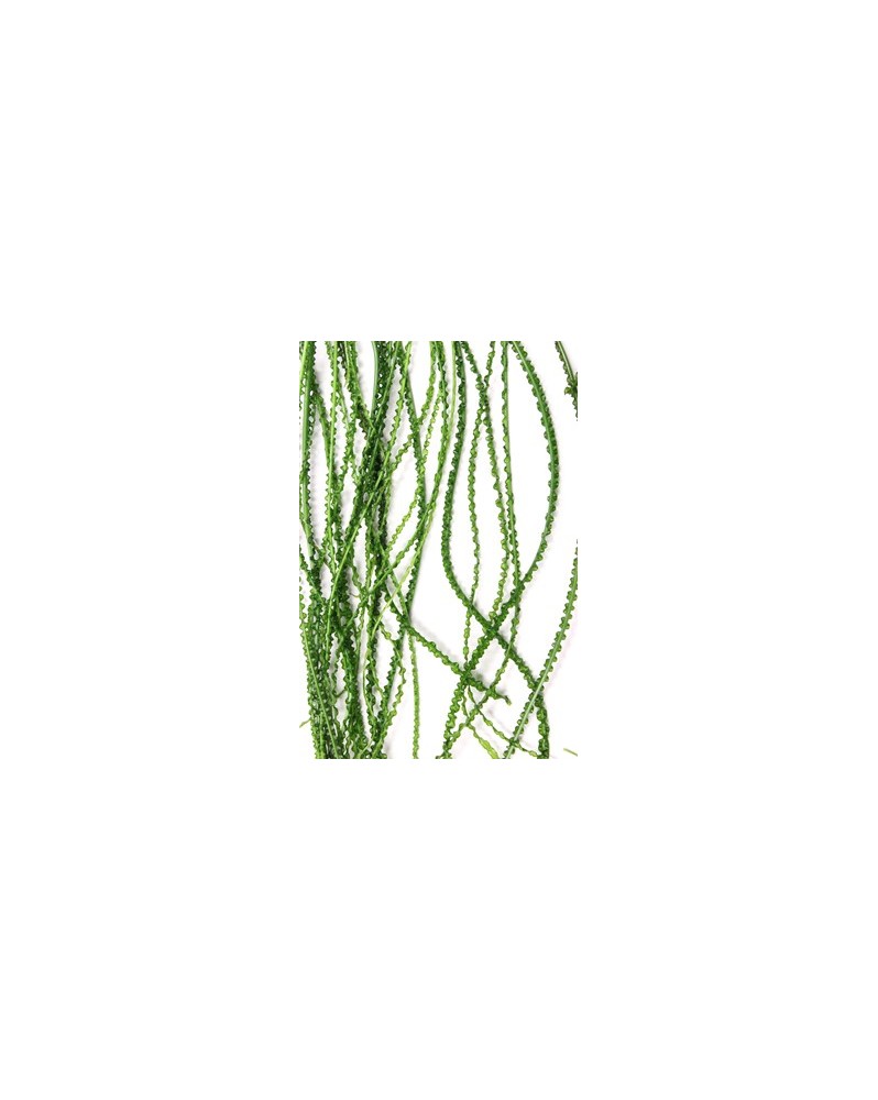 Crinum calamistratum feuilles frisees en aquarium