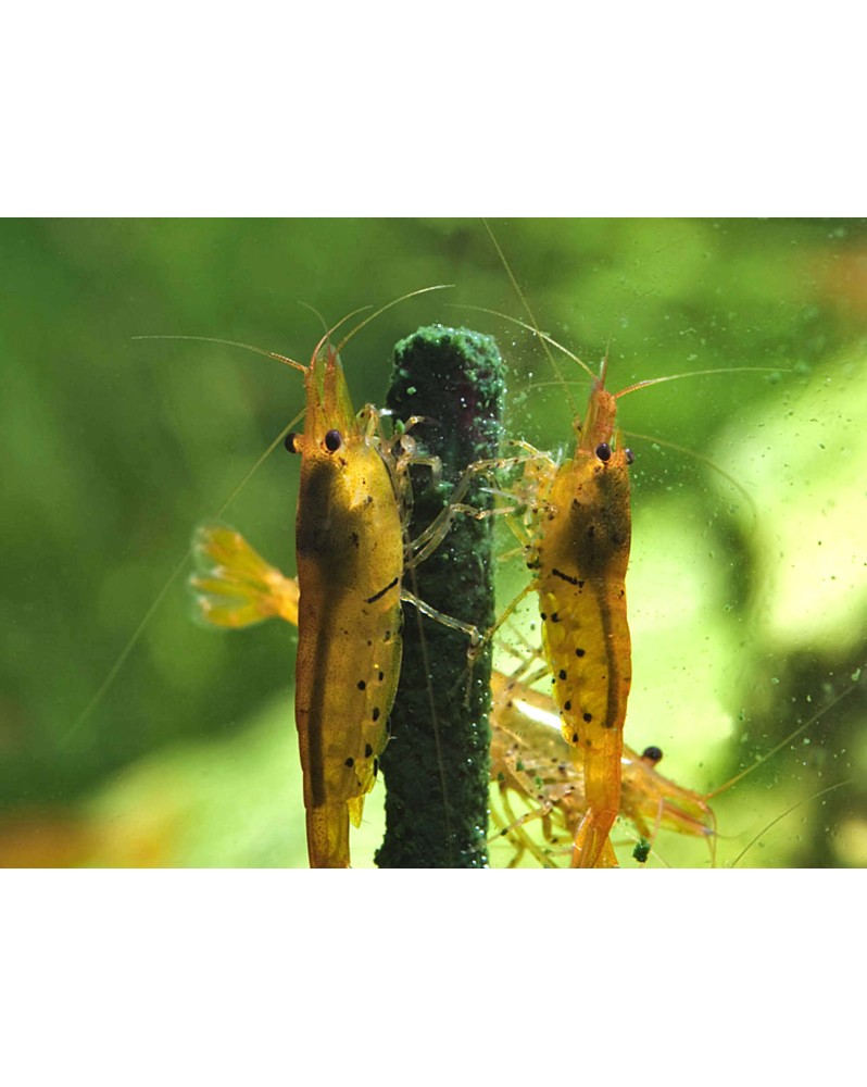 View of Shrimp Lollies - 4 in 1 Power Algae (8 pcs) Bâtonnets alimentaires ...