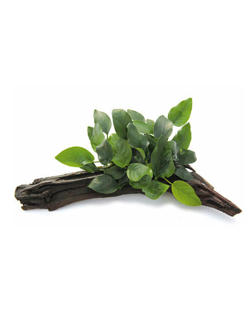 Anubias barteri var. Nana sur Racine XL Anubias nana sur racine Les... Anubias barteri var. Nana sur Racine XL Anubias nana sur racine Les...