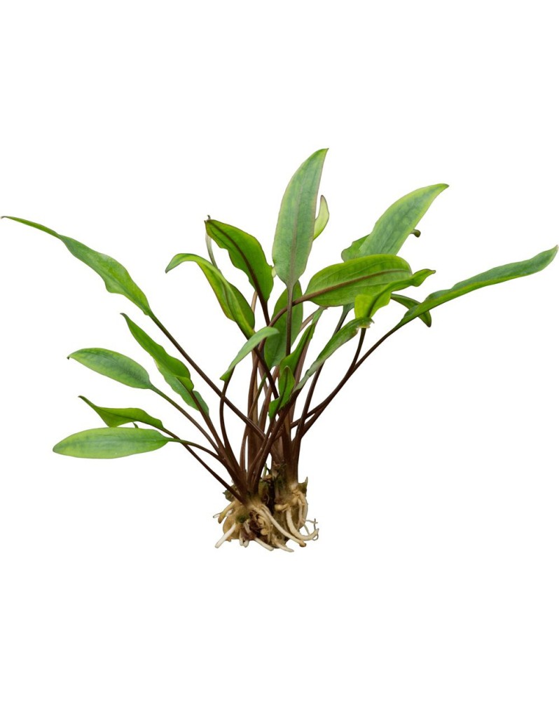 Cryptocoryne walkeri Lutea - En Pot La Cryptocoryne walkeri 'Lutea'...
