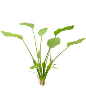 Echinodorus argentinensis - En Pot Échinodorus argentinensis est un...