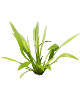 Helantium Bolivianum - En Pot Helanthium bolivianum (Latifolius / X...