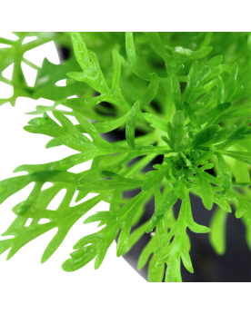 Limnophila aquatica - 1-2 Grow! Limnophila aquatica est une plante ...