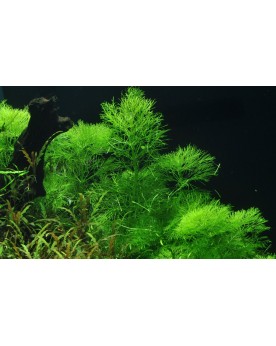 Limnophila aquatica - 1-2 Grow! Limnophila aquatica est une plante ...