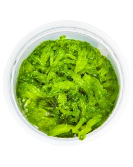 Monosolenium tenerum Plante d'aquarium de culture tissulaire en cou...