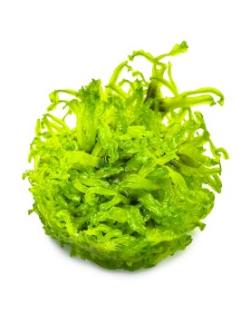 Monosolenium tenerum Plante d'aquarium de culture tissulaire en cou...