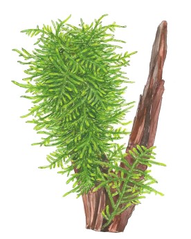 Taxiphyllum Spiky La mousse asiatique ‘Spiky’ se définit au mieux c...