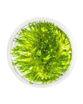 Taxiphyllum Spiky La mousse asiatique ‘Spiky’ se définit au mieux c...