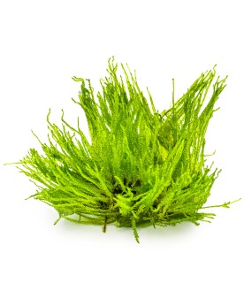 Taxiphyllum Spiky La mousse asiatique ‘Spiky’ se définit au mieux c...