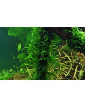 Taxiphyllum Spiky La mousse asiatique ‘Spiky’ se définit au mieux c...