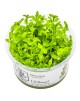 Bacopa caroliniana