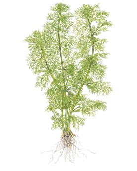 Limnophila aquatica - 1-2 Grow! Limnophila aquatica est une plante ...
