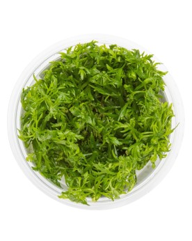 Limnophila aquatica - 1-2 Grow! Limnophila aquatica est une plante ...
