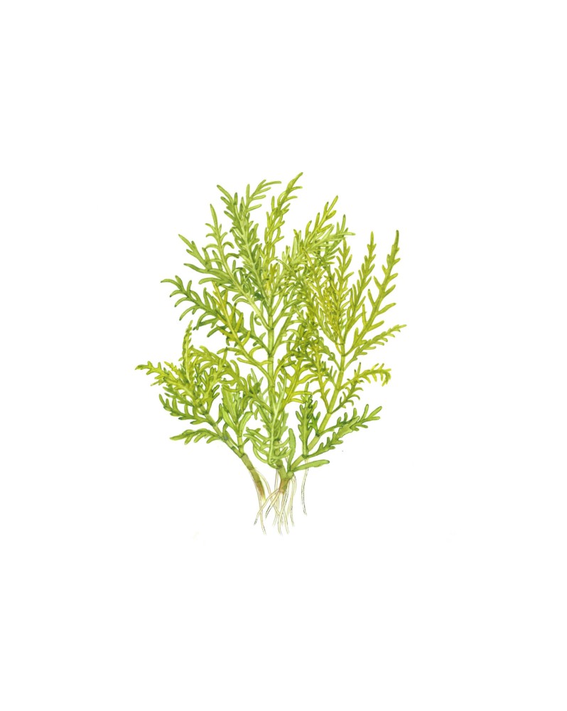 Hygrophila Odora feuilles vert clair