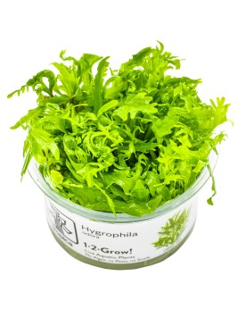 Hygrophila odora - 1-2 Grow! Hygrophila Odora est une espèce d'Hygr...
