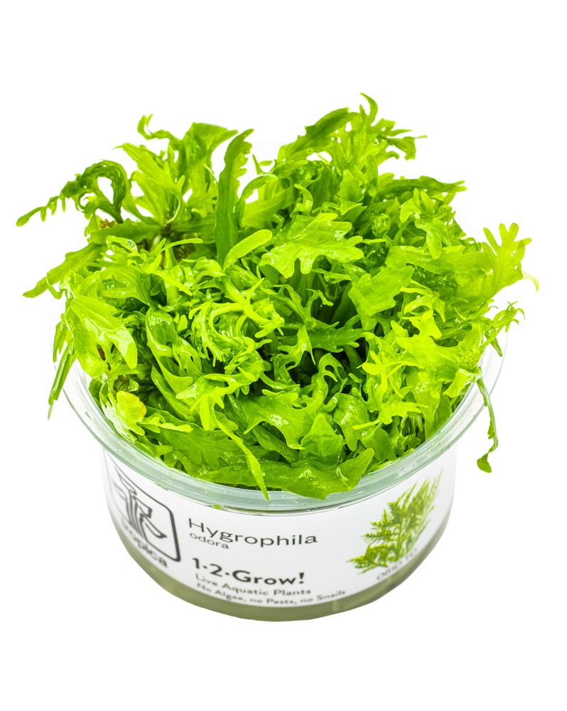 Hygrophila Odora feuilles vert clair