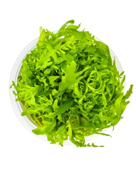 Hygrophila odora - 1-2 Grow! Hygrophila Odora est une espèce d'Hygr...