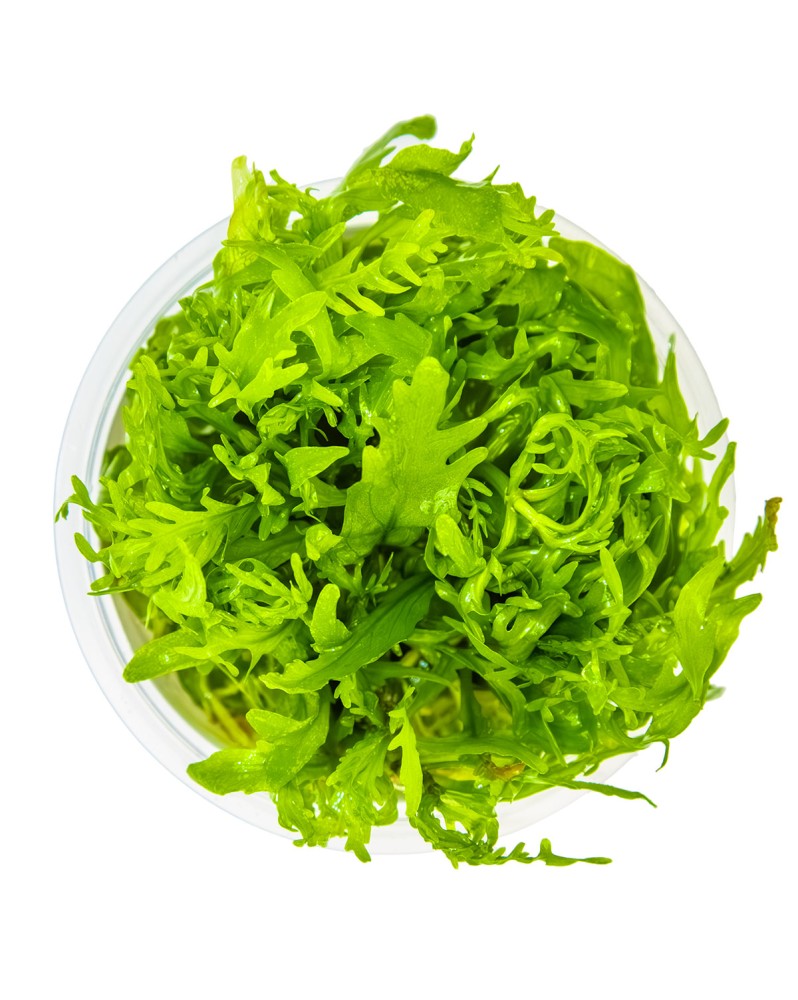 Hygrophila Odora feuilles vert clair