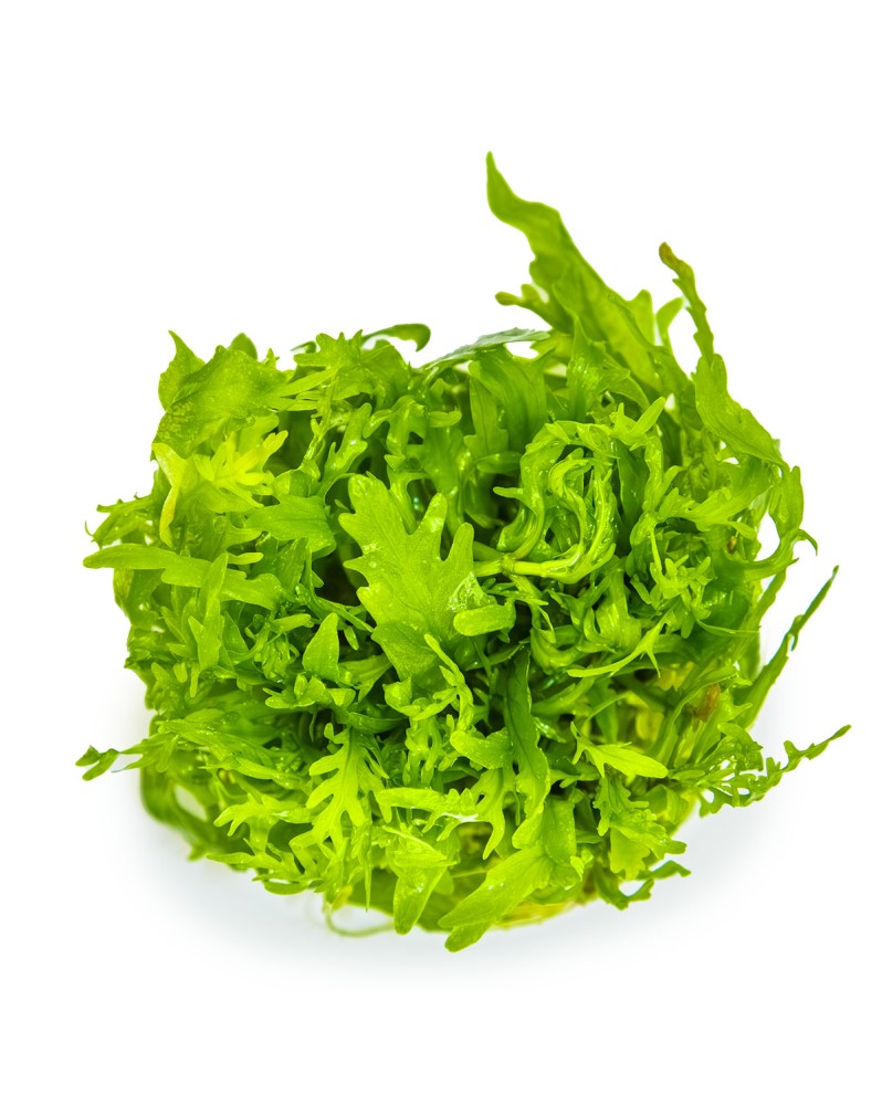 Hygrophila Odora feuilles vert clair