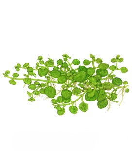 Hygrophila serpyllum - 1-2 Grow!  Hygrophila Serpyllum est une nouv...