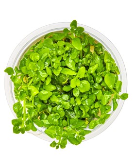 Hygrophila serpyllum - 1-2 Grow!  Hygrophila Serpyllum est une nouv...