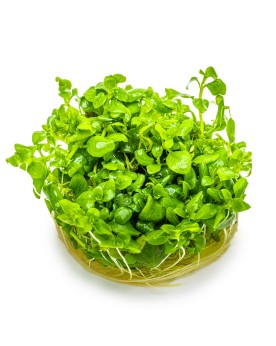 Hygrophila serpyllum - 1-2 Grow!  Hygrophila Serpyllum est une nouv...
