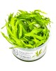 Helanthium \'Quadricostatus\'