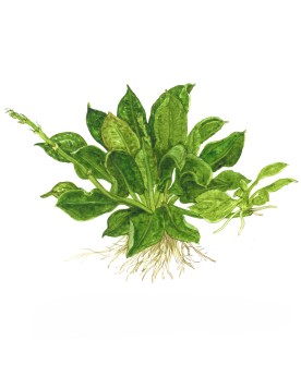 Echinodorus grisebachii Tropica In Vitro - Limited Edition  Echindo...