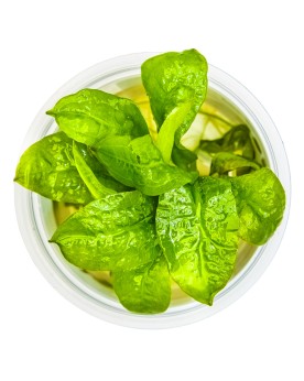 Echinodorus grisebachii Tropica In Vitro - Limited Edition  Echindo...