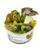 Echinodorus \'Reni\'