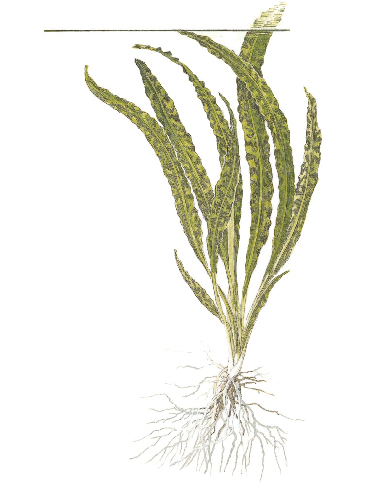 Cryptocoryne crispatula - Plant It! La cryptocoryne herbacée est un... Cryptocoryne crispatula - Plant It! La cryptocoryne herbacée est un...